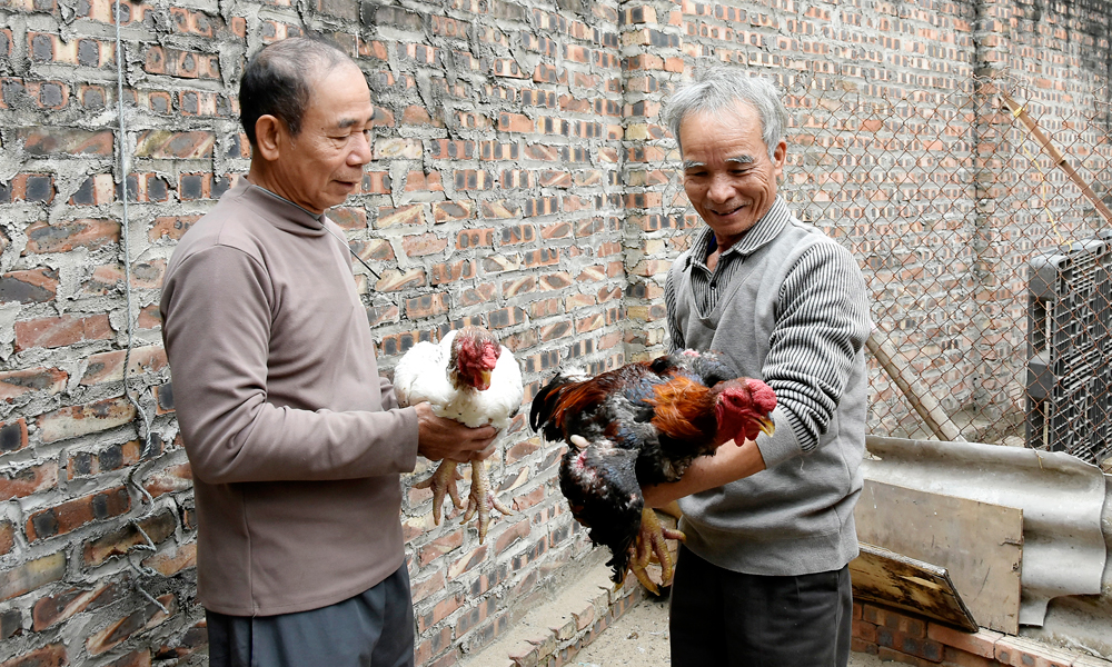 Cặp gà Hồ trống - mái được chăm sóc kỳ công của hộ ông Dương Thành Chung. Cặp gà Hồ trống - mái được chăm sóc kỳ công của hộ ông Dương Thành Chung.