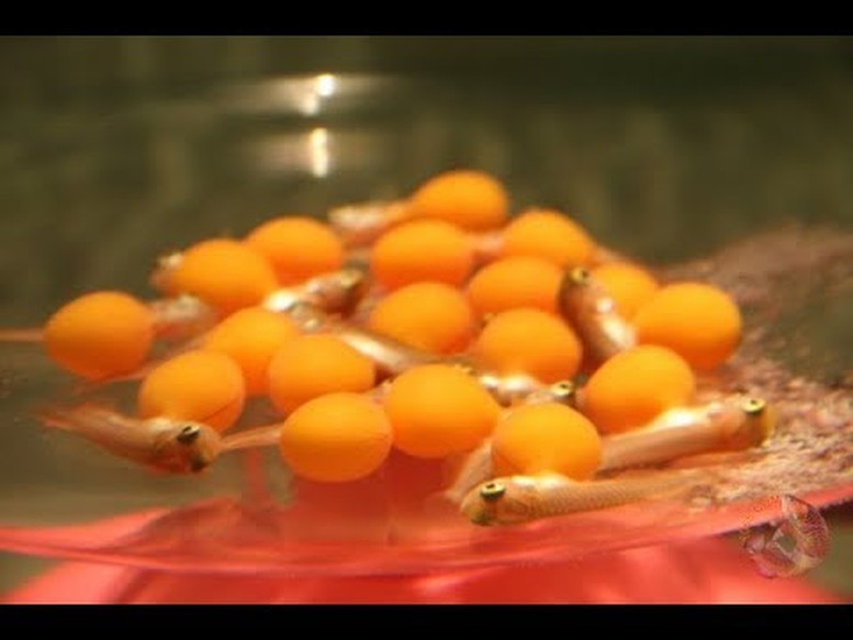 Đề nghị làm rõ nguyên nhân vụ nghi ngộ độc trứng cá cảnh khiến 13 người nhập viện