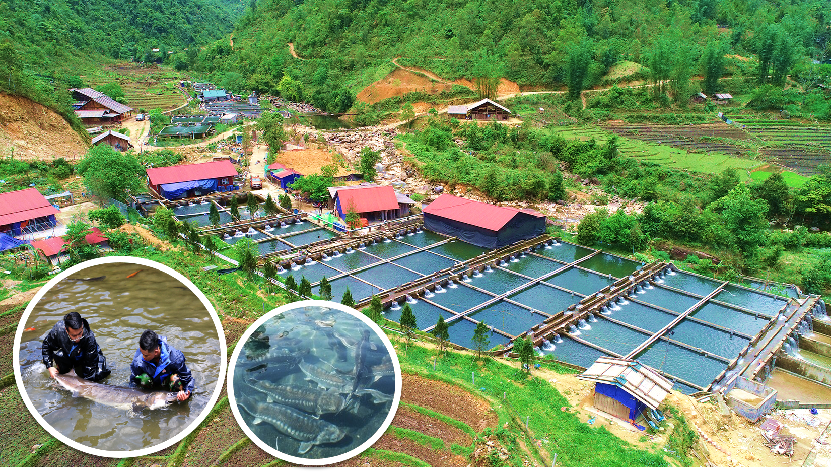 Hiện nay trên địa bàn tỉnh Lào Cai nhiều mô hình trang trại tiêu biểu, có quy mô và hiệu quả kinh tế cao