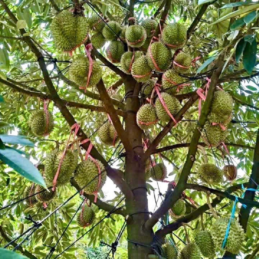 Giá sầu riêng hôm nay 20/2: Sầu riêng Musang bật tăng