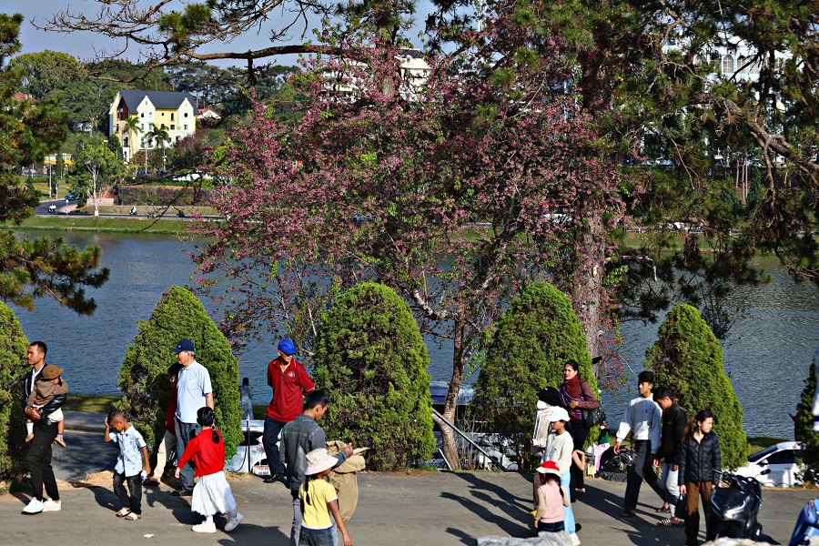 Những cây mai anh đào nở muộn quanh hồ Xuân Hương thu hút du khách du xuân Những cây mai anh đào nở muộn quanh hồ Xuân Hương thu hút du khách du xuân