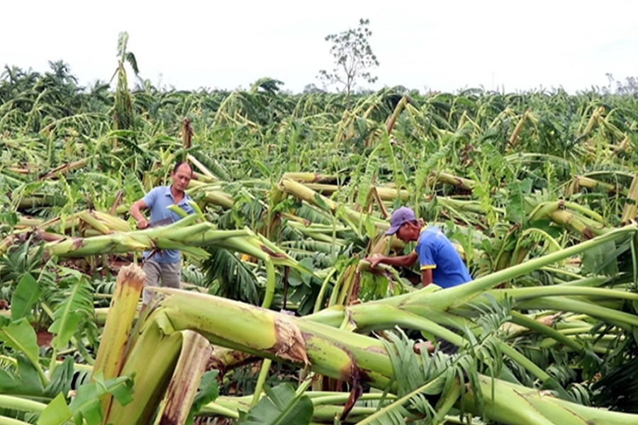 Bộ T&agrave;i ch&iacute;nh đề xuất mở rộng hỗ trợ của bảo hiểm n&ocirc;ng nghiệp. Trong ảnh, vườn chuối bị thiệt hại nặng nề do b&atilde;o lũ. Ảnh: TP.