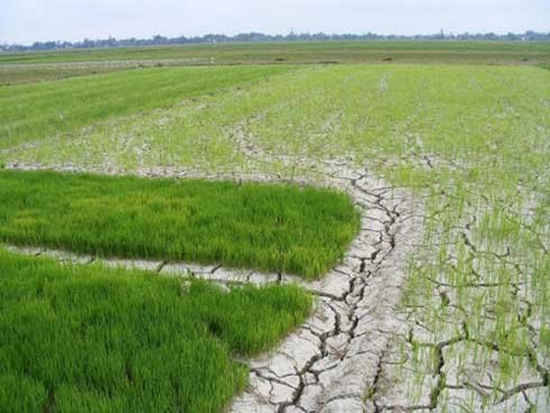 Ứng phó xâm nhập mặn ở ĐBSCL và hạn hán, cháy rừng ở khu vực Nam Trung Bộ và Đông Nam Bộ