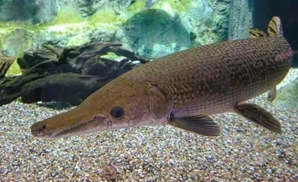 Cục An toàn Thực phẩm (Bộ Y tế) đề nghị xác minh, điều tra, xử lý vụ nghi ngộ độc thực phẩm tại Thanh Hóa