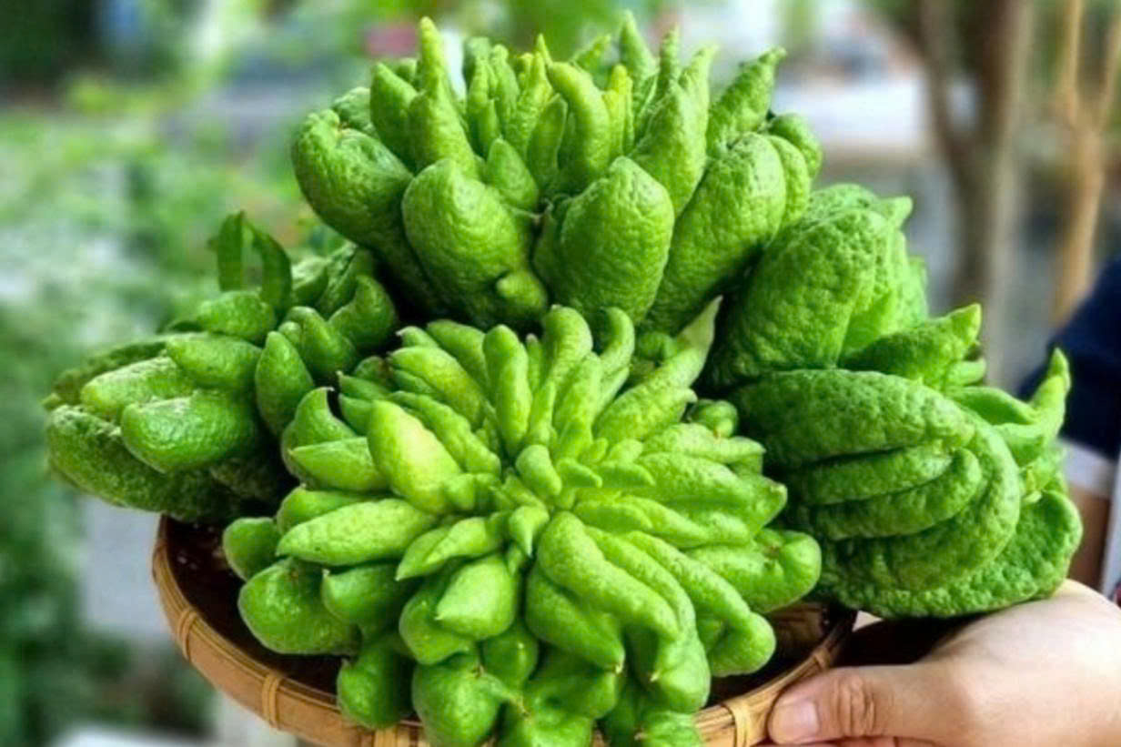 Thứ bày mâm ngũ quả ngày Tết hóa ra là dược liệu quý ít người tận dụng