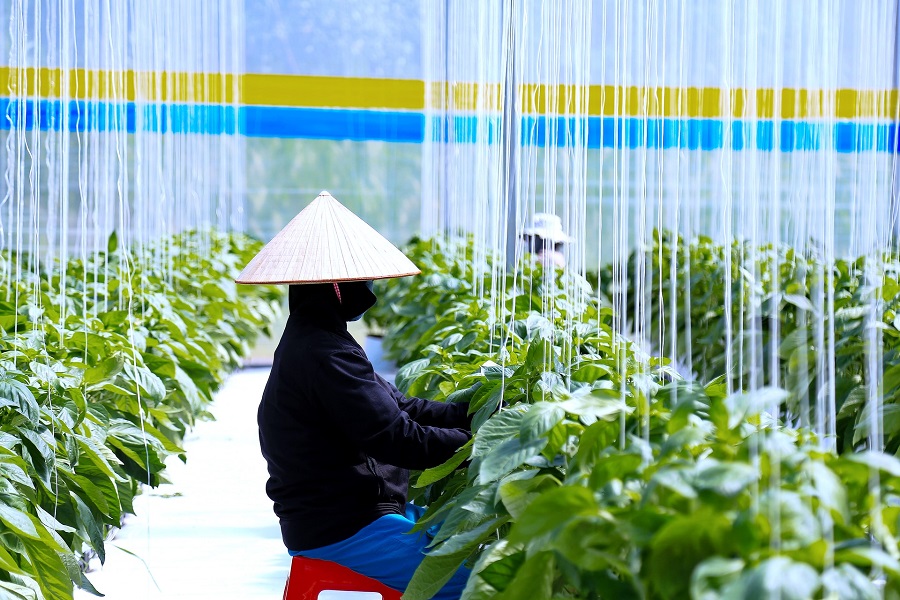 Chương trình OCOP không chỉ nâng cao giá trị sản xuất mà còn tạo việc làm cho nhiều lao động khu vực nông thôn Lâm Đồng Chương trình OCOP không chỉ nâng cao giá trị sản xuất mà còn tạo việc làm cho nhiều lao động khu vực nông thôn Lâm Đồng