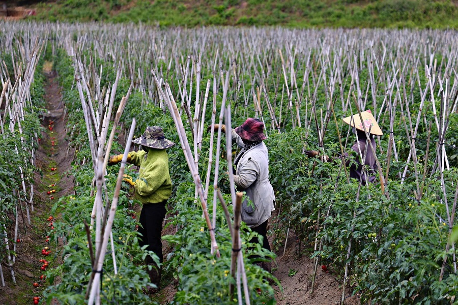 Người d&acirc;n trồng rau m&agrave;u lu&acirc;n phi&ecirc;n phục vụ thị trường đa dạng trong v&agrave; ngo&agrave;i tỉnh