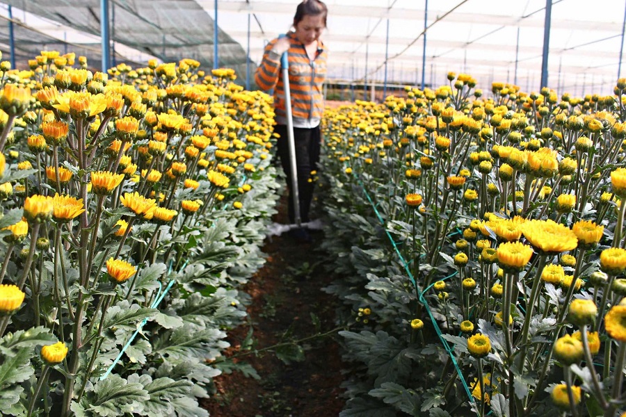 Những vườn c&uacute;c tại L&agrave;ng hoa Th&aacute;i Phi&ecirc;n nở kh&ocirc;ng đ&uacute;ng những ng&agrave;y Tết, người d&acirc;n tiếp tục chăm s&oacute;c để b&aacute;n thời điểm sau Tết