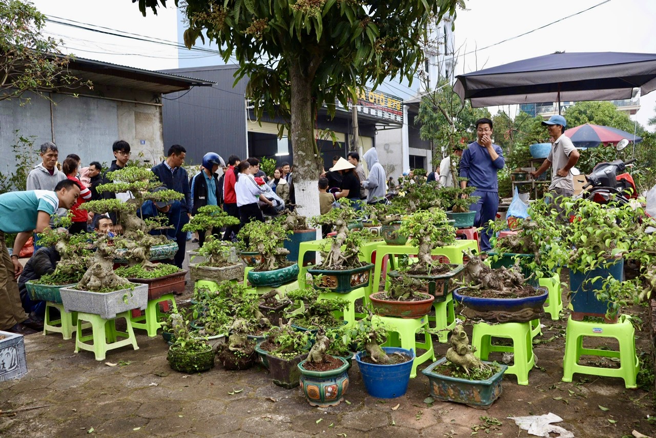 Những chậu kiểng,&nbsp; gốc chanh, gốc bưởi, c&aacute;c loại hoa rực rỡ c&ugrave;ng đủ loại c&acirc;y cảnh phong thủy được b&agrave;y biện ngay ngắn, trải d&agrave;i th&agrave;nh từng d&atilde;y.