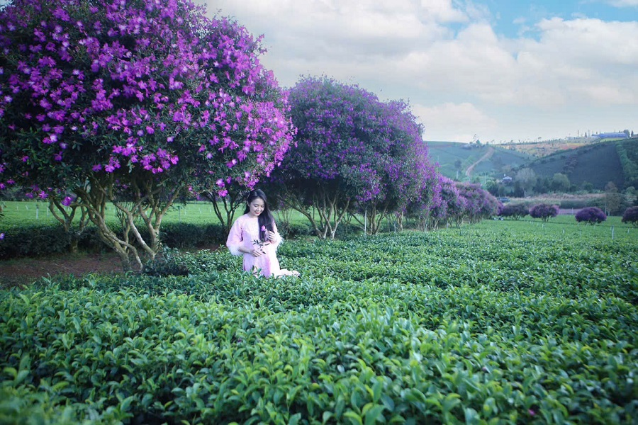 Chè - một trong những sản phẩm nông nghiệp có lợi thế cạnh tranh của tỉnh Chè - một trong những sản phẩm nông nghiệp có lợi thế cạnh tranh của tỉnh