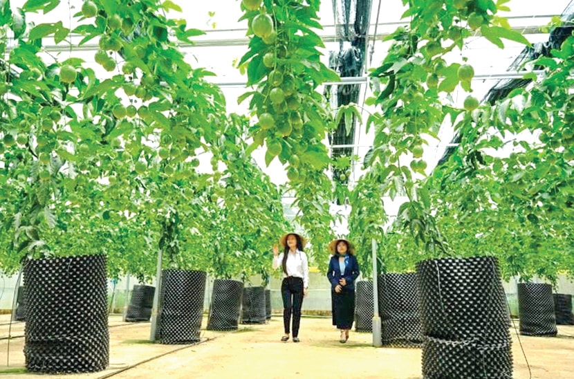 Nhiều quy trình quản lý tổng hợp, canh tác hữu cơ và công nghệ bảo quản sau thu hoạch được chuyển giao thành công. (Trong ảnh: Mô hình trồng chanh dây trên giá thể trong nhà kính của Công ty TNHH Nông nghiệp công nghệ cao VietLife - Bảo Lộc). Nhiều quy trình quản lý tổng hợp, canh tác hữu cơ và công nghệ bảo quản sau thu hoạch được chuyển giao thành công. (Trong ảnh: Mô hình trồng chanh dây trên giá thể trong nhà kính của Công ty TNHH Nông nghiệp công nghệ cao VietLife - Bảo Lộc).