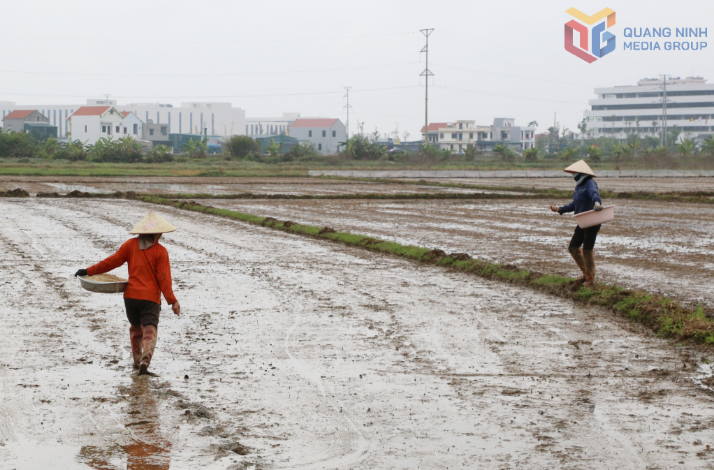 Quảng Ninh rộn ràng xuống đồng đầu Xuân Bính Ngọ 2026
