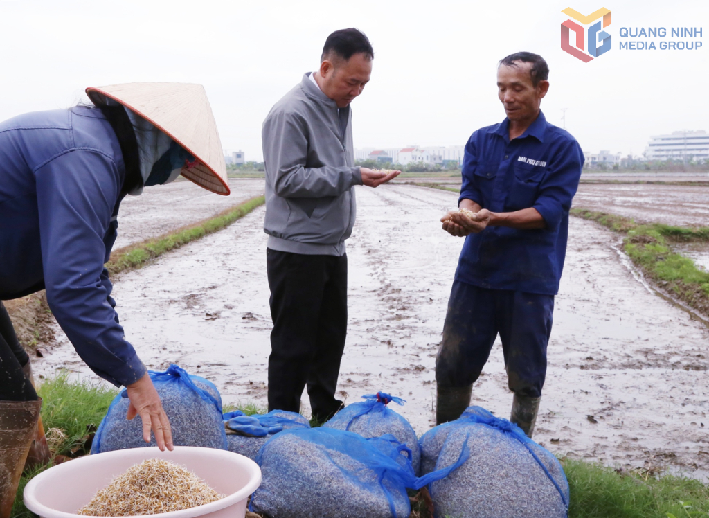 Cán bộ Chi cục Trồng trọt và Bảo vệ thực vật, Sở Nông nghiệp và Môi trường Quảng Ninh, bám đồng theo dõi việc xuống giống của bà con nông dân Cán bộ Chi cục Trồng trọt và Bảo vệ thực vật, Sở Nông nghiệp và Môi trường Quảng Ninh, bám đồng theo dõi việc xuống giống của bà con nông dân