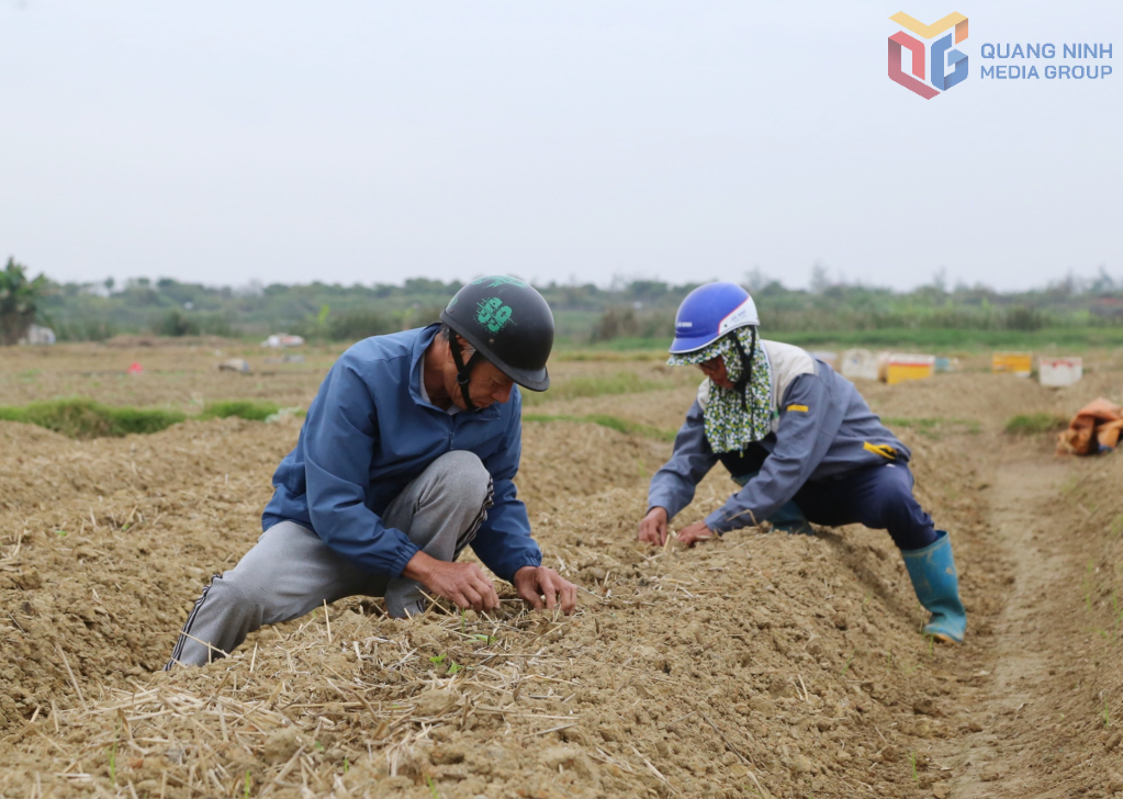 Người dân khu 7, phường Liên Hòa, tỉnh Quảng Ninh xuống giống vụ lúa xuân Người dân khu 7, phường Liên Hòa, tỉnh Quảng Ninh xuống giống vụ lúa xuân