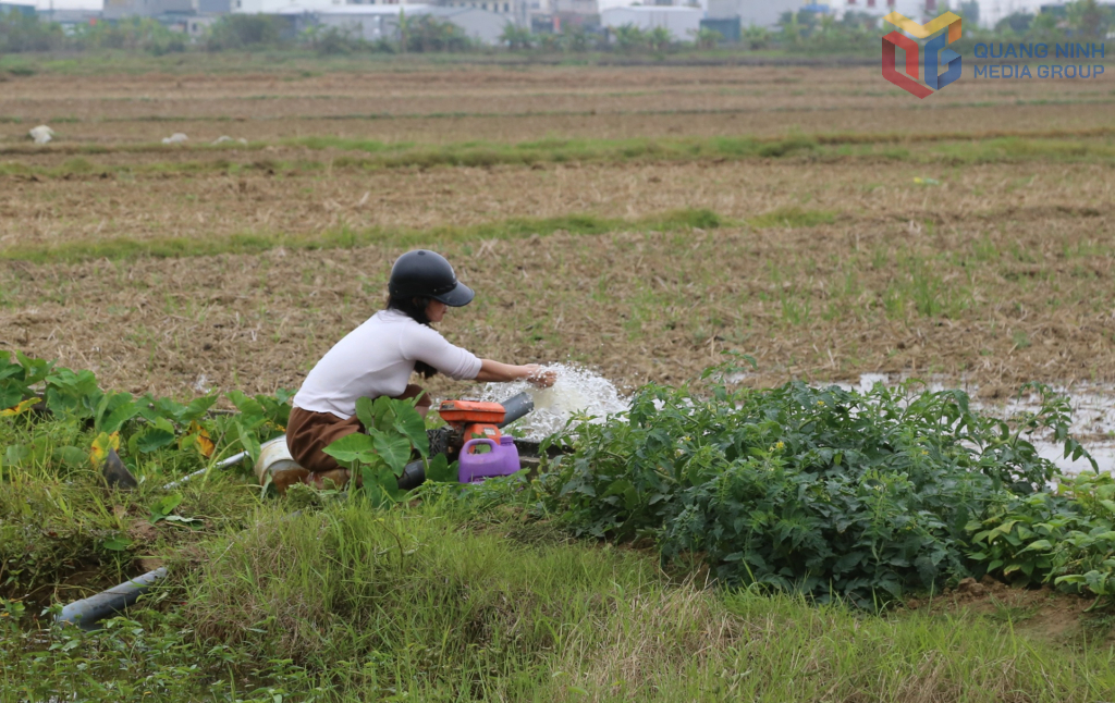 Người dân bơm nước vào đồng ruộng Người dân bơm nước vào đồng ruộng