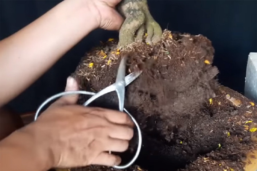 Thay đất v&agrave; chăm s&oacute;c rễ. Cắt bớt rễ gi&agrave;, rễ hư.