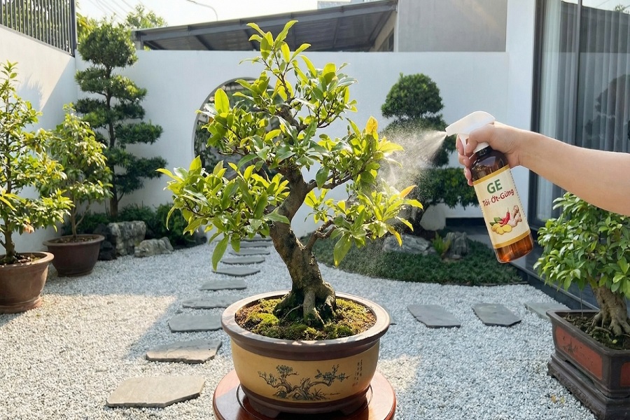 Sau khi tỉa c&agrave;nh: D&ugrave;ng v&ograve;i nước &aacute;p lực vừa phải rửa sạch rong r&ecirc;u, nấm mốc.