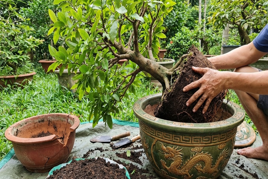 Chậu mới n&ecirc;n lớn hơn chậu cũ v&agrave; ưu ti&ecirc;n chậu cạn để rễ ph&aacute;t triển tốt.