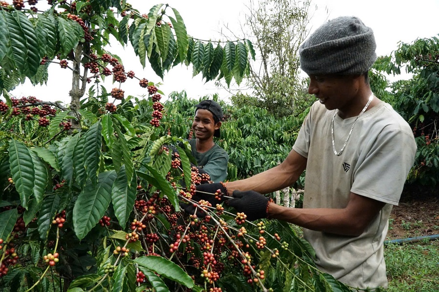 EUDR đang đặt ng&agrave;nh c&agrave; ph&ecirc; trước thử th&aacute;ch lớn để giữ chỗ đứng tr&ecirc;n thị trường quốc tế