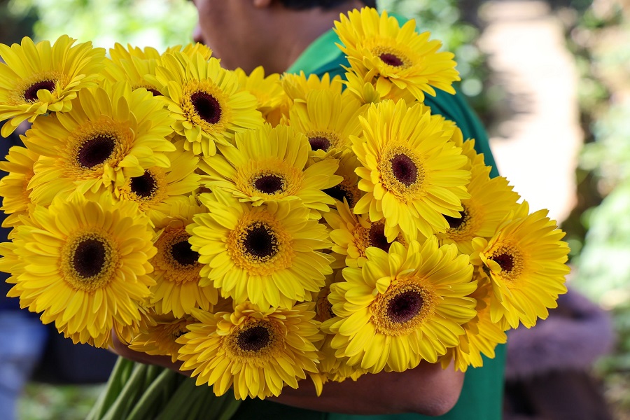 Hoa Đ&agrave; Lạt đang gặp sự cạnh tranh từ hoa ngoại nhập tại ch&iacute;nh thị trường trong nước