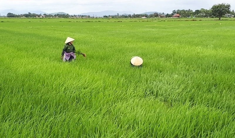 Thanh Hóa phê duyệt vùng quy hoạch hơn 24.000 ha trồng lúa năng suất, chất lượng cao