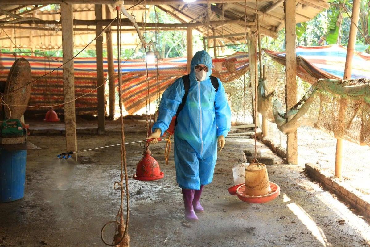 Ngoài công tác tiêm phòng, tỉnh Lào Cai sẽ tổ chức 2 đợt tổng vệ sinh, khử trùng, tiêu độc môi trường chăn nuôi Ngoài công tác tiêm phòng, tỉnh Lào Cai sẽ tổ chức 2 đợt tổng vệ sinh, khử trùng, tiêu độc môi trường chăn nuôi