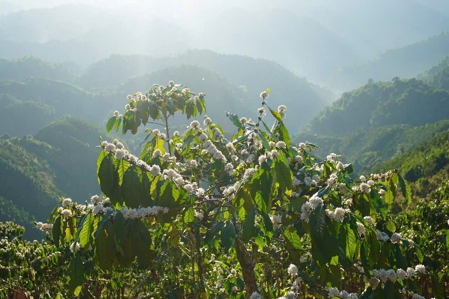 Cà phê Lâm Đồng trước “cửa ải” EUDR