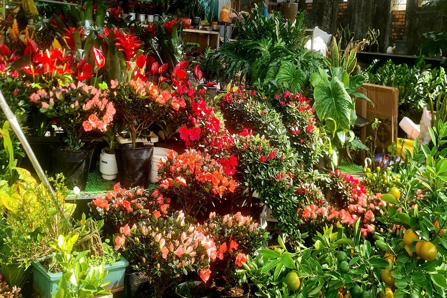 Rất nhiều loại hoa cảnh ngoại nhập b&aacute;n tại Đ&agrave; Lạt dịp tết vừa qua