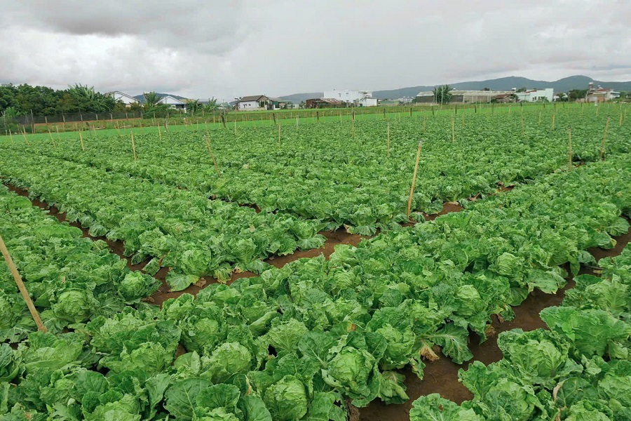 Rau lá xanh đậm: Là nguồn giàu vitamin K, folate và magiê Rau lá xanh đậm: Là nguồn giàu vitamin K, folate và magiê