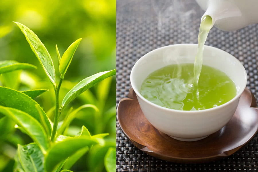 Những c&ocirc;ng dụng của l&aacute; ch&egrave; ng&agrave;y c&agrave;ng được phổ biến nhiều nơi tr&ecirc;n thế giới, tạo thị trường rộng lớn cho ch&egrave; Việt