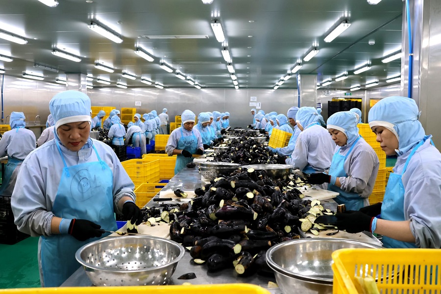 100% người lao động tại C&ocirc;ng ty TNHH Agriex đi l&agrave;m trở lại sau kỳ nghỉ Tết Nguy&ecirc;n đ&aacute;n