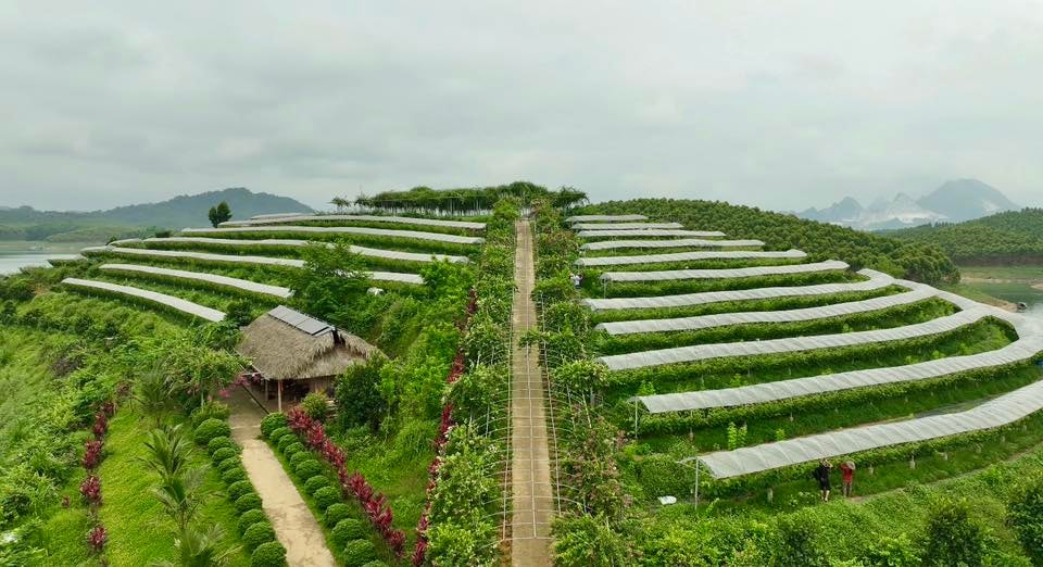 Lào Cai: Chấp thuận chủ trương đầu tư dự án xây dựng cơ sở sản xuất kinh doanh phi nông nghiệp tại xã Bản Liền