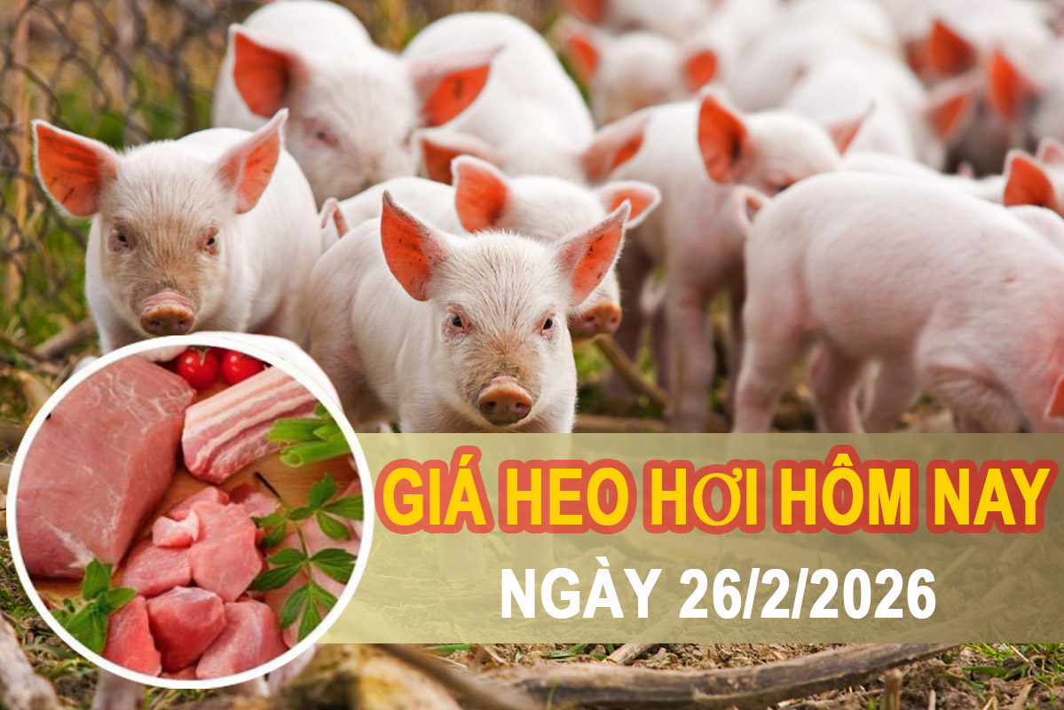 Giá heo hơi hôm nay 26/2: Miền Bắc, miền Trung tiếp tục hạ nhiệt