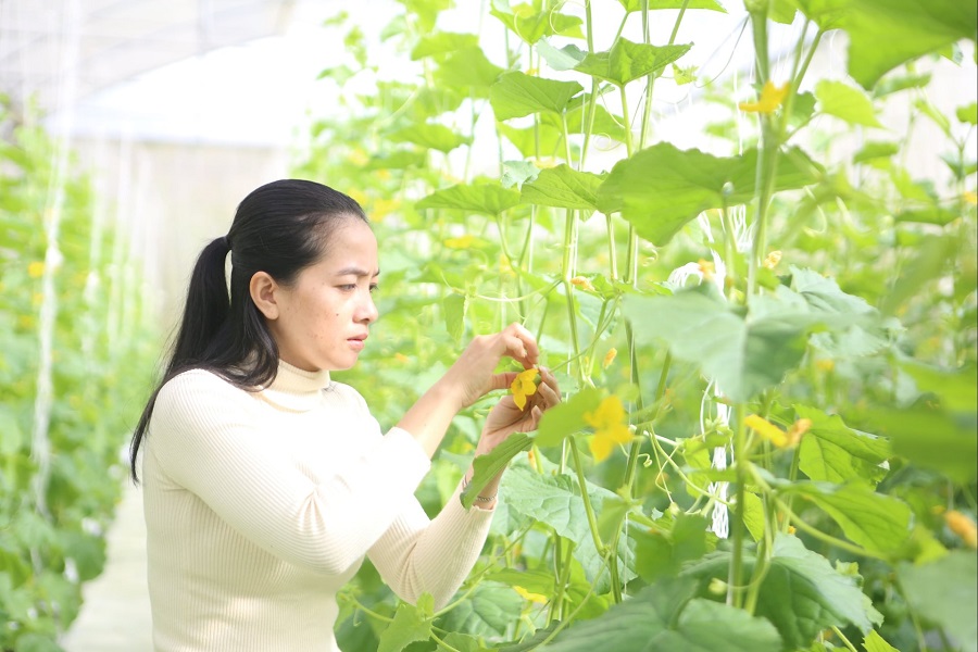 L&acirc;m Đồng hỗ trợ đến 45 triệu đồng/chứng nhận sản xuất n&ocirc;ng nghiệp hữu cơ