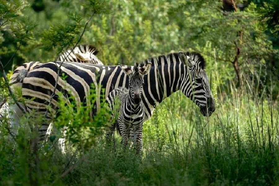 Ngựa vằn bảo vệ những th&agrave;nh vi&ecirc;n yếu nhất trong đ&agrave;n, chẳng hạn như ngựa con. Ảnh: Nathan Gubler, Unsplash