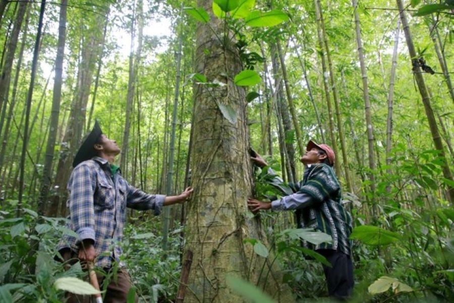 Quảng Trị: Tỷ lệ giải ngân kinh phí từ bán tín chỉ carbon rừng đạt hơn 95%