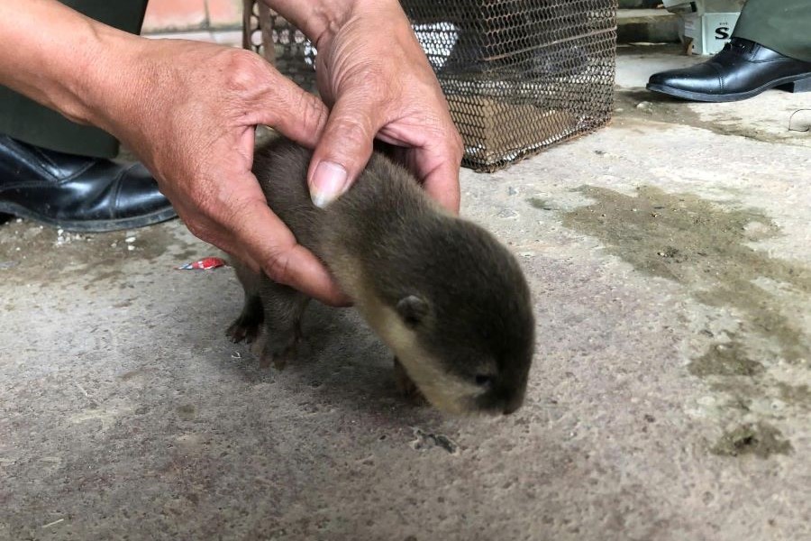 C&aacute; thể r&aacute;i được em học sinh ph&aacute;t hiện b&ecirc;n bờ suối