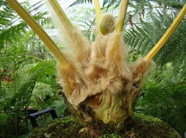 Công bố hạn ngạch xuất khẩu quốc tế đối với các loài Cẩu tích, Ráng gỗ năm 2026