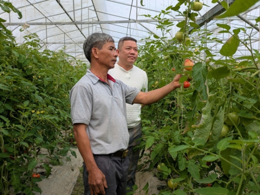 Thanh Hóa: Hoằng Hóa chuyển mình với nông nghiệp công nghệ cao