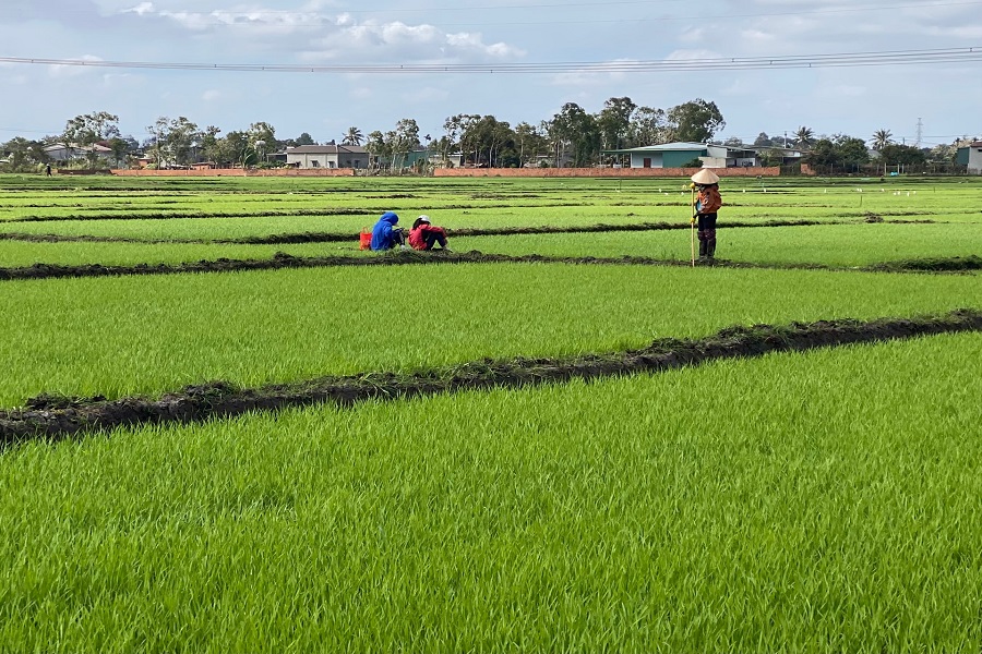 Ng&agrave;y lễ, tết nhưng chị L&ecirc; Thị Thanh, x&atilde; Nam Đ&agrave; vẫn thường xuy&ecirc;n thăm đồng
