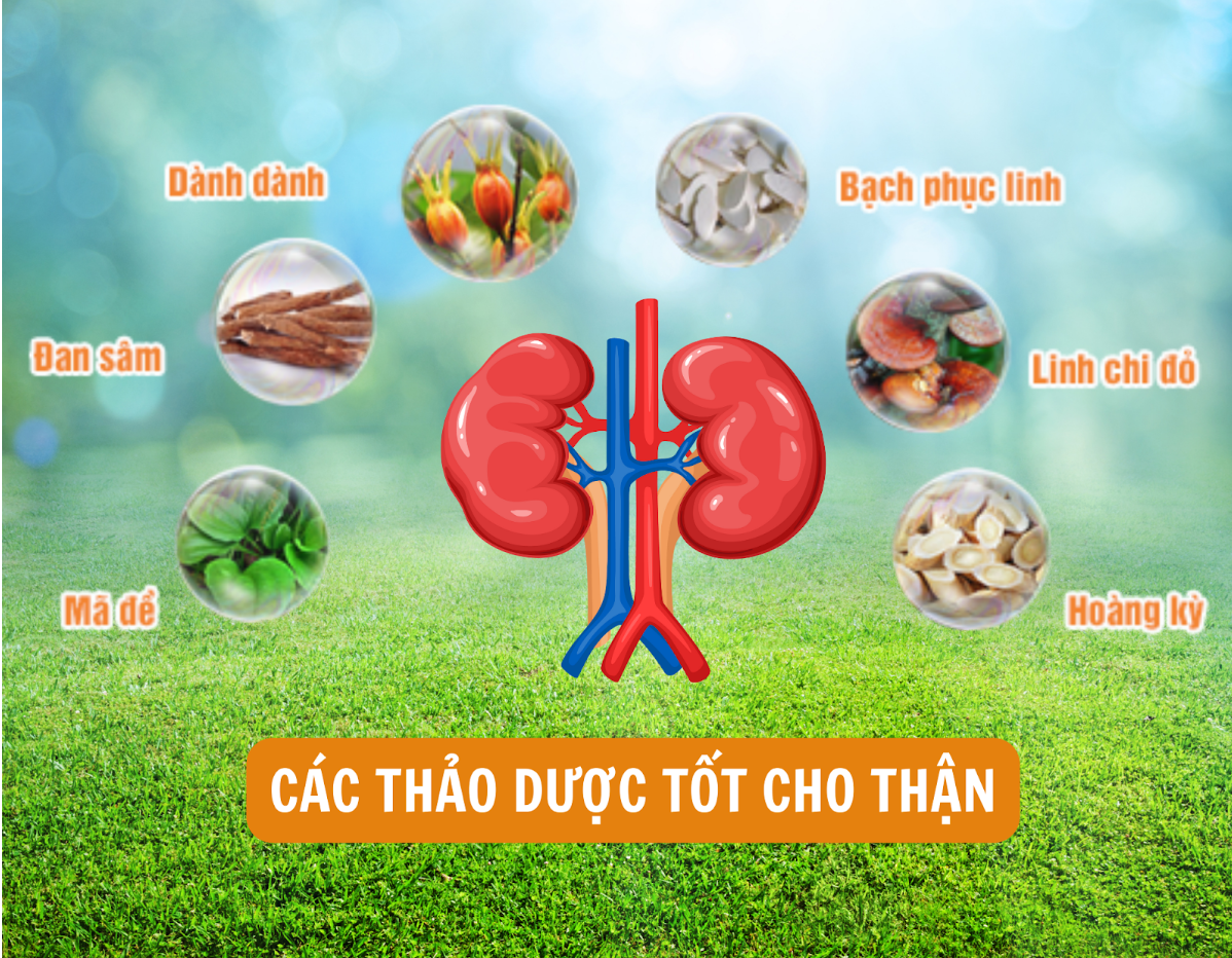 Các thảo dược được chứng minh tốt cho thận Các thảo dược được chứng minh tốt cho thận