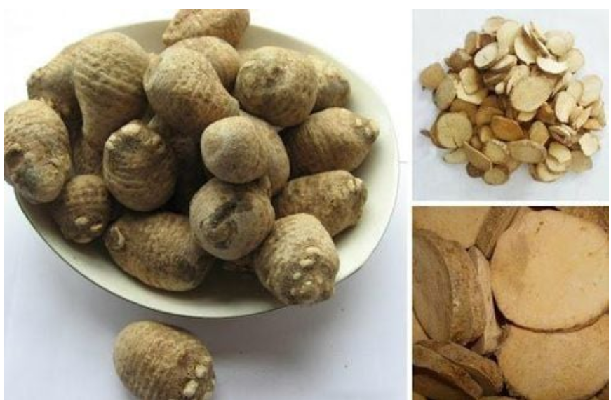 Sản phẩm có thành phần chính trạch tả giúp hạ và ổn định acid uric cho người bệnh gút Sản phẩm có thành phần chính trạch tả giúp hạ và ổn định acid uric cho người bệnh gút