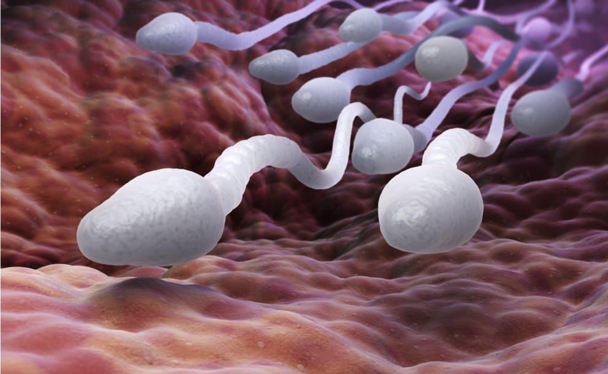 Tinh trùng yếu do sinh lý yếu Tinh trùng yếu do sinh lý yếu