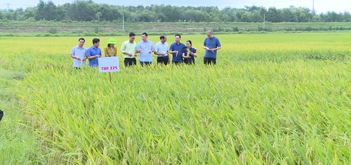 Thanh Hóa quy hoạch hơn 24.000 ha lúa chất lượng cao, nâng giá trị sản xuất nông nghiệp