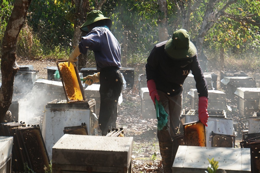Hoa c&agrave; ph&ecirc; đứng đầu trong c&aacute;c loại hoa lấy mật