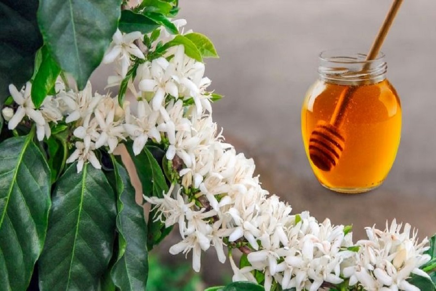 Mật ong hoa c&agrave; ph&ecirc; nguy&ecirc;n chất rất phong ph&uacute; về chất chống oxy h&oacute;a, bao gồm axit hữu cơ v&agrave; hợp chất phenolic (như flavonoid).