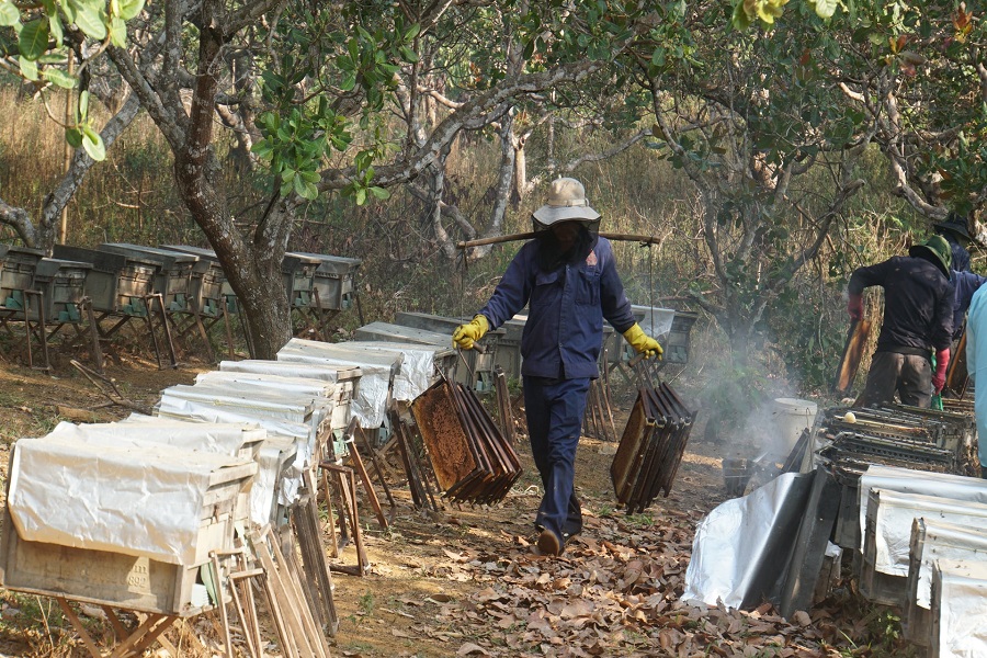 Những cầu đầy mật được thu hoạch
