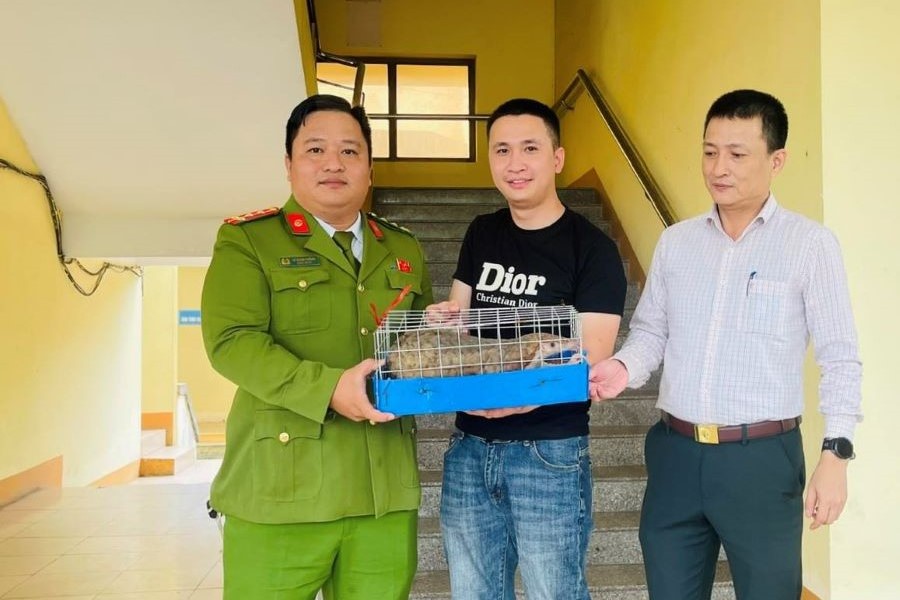 Quảng Trị: Tiếp nhận một cá thể tê tê quý hiếm từ người dân