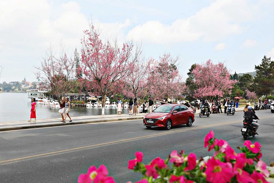 Hoa mai anh đ&agrave;o nở rộ tại Đ&agrave; Lạt v&agrave;o đầu năm 2026