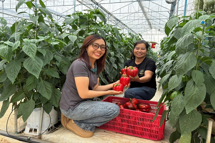 Những trái ớt chuông xuất đi Nhật của HTX Những trái ớt chuông xuất đi Nhật của HTX